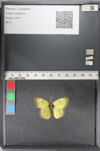 Media type: image;   Entomology 119126